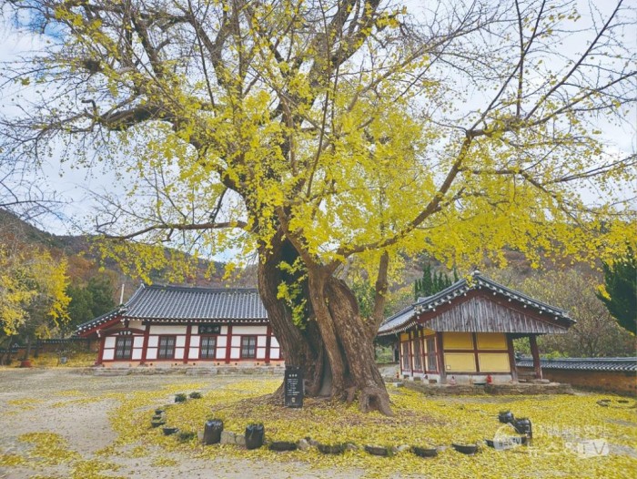 메인사진(향교 700년된 은행나무).jpg